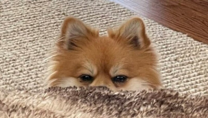 Looks right into the soul: 30 dogs who beg for food from their owners Looks right into the soul: 30 dogs who beg for food from their owners