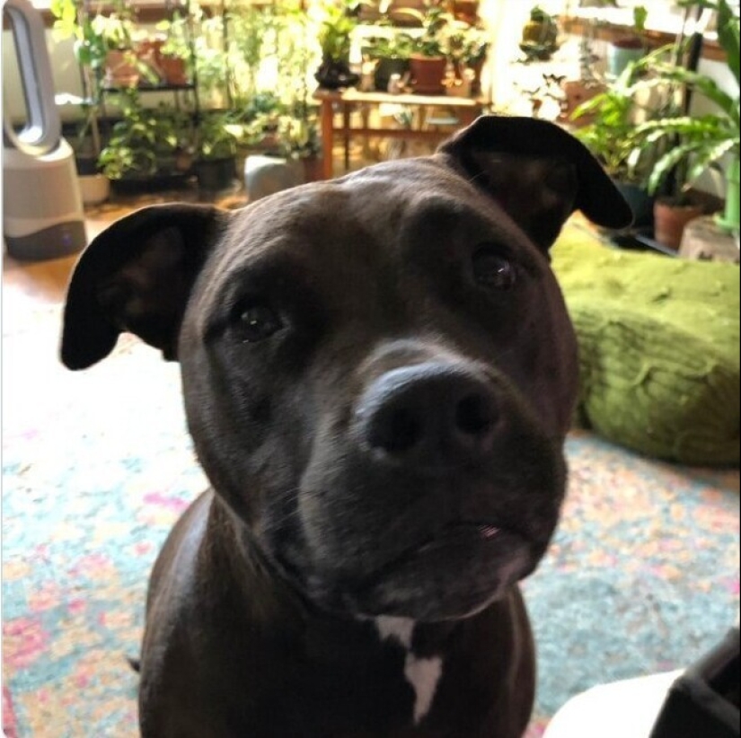 Looks right into the soul: 30 dogs who beg for food from their owners Looks right into the soul: 30 dogs who beg for food from their owners