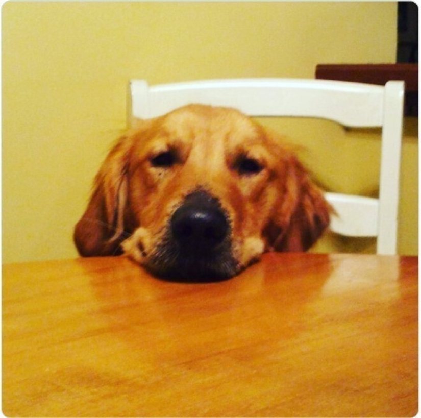 Looks right into the soul: 30 dogs who beg for food from their owners Looks right into the soul: 30 dogs who beg for food from their owners