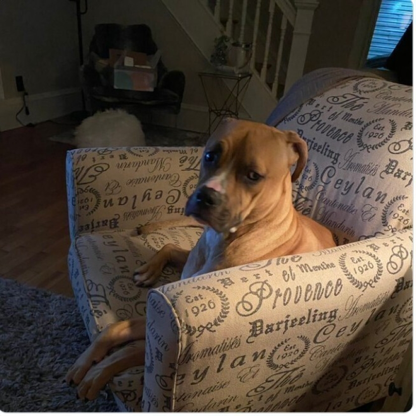 Looks right into the soul: 30 dogs who beg for food from their owners Looks right into the soul: 30 dogs who beg for food from their owners