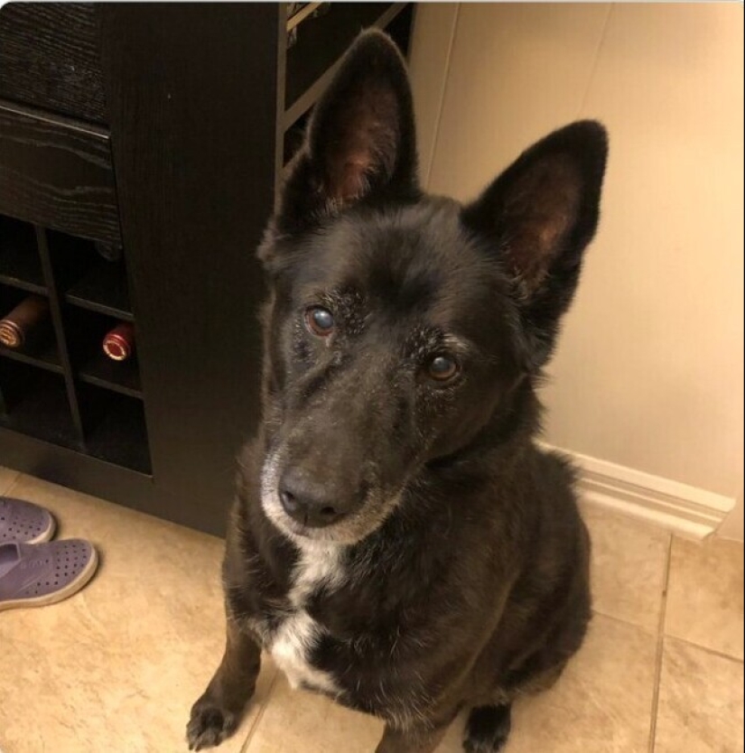 Looks right into the soul: 30 dogs who beg for food from their owners Looks right into the soul: 30 dogs who beg for food from their owners