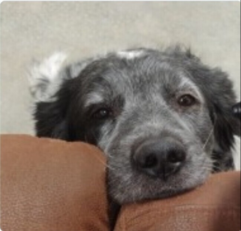 Looks right into the soul: 30 dogs who beg for food from their owners Looks right into the soul: 30 dogs who beg for food from their owners