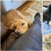 Looks right into the soul: 30 dogs who beg for food from their owners Looks right into the soul: 30 dogs who beg for food from their owners