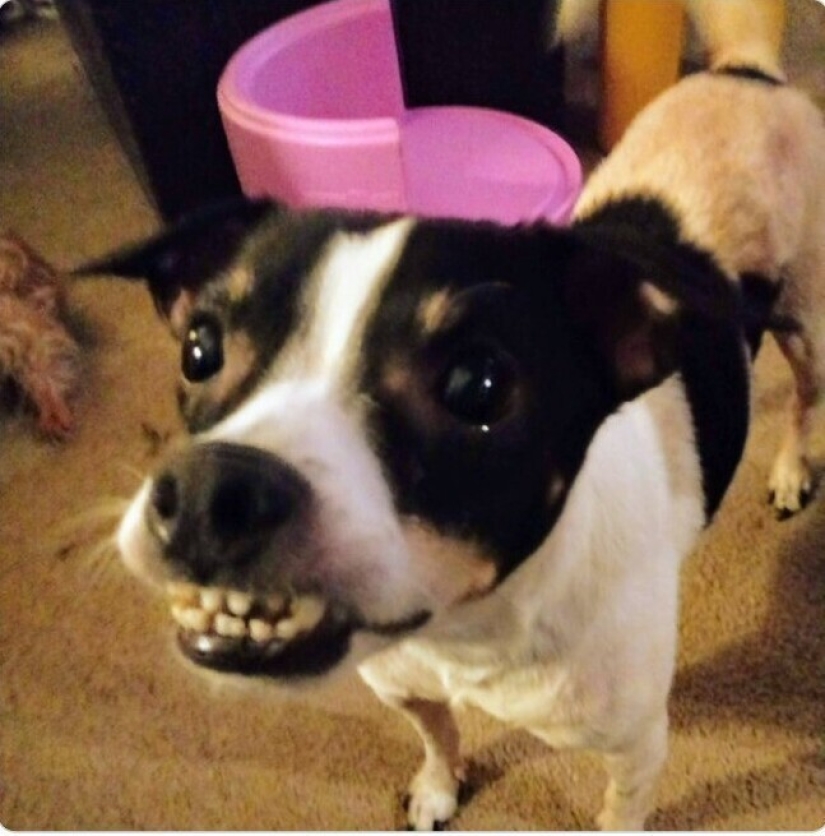 Looks right into the soul: 30 dogs who beg for food from their owners Looks right into the soul: 30 dogs who beg for food from their owners