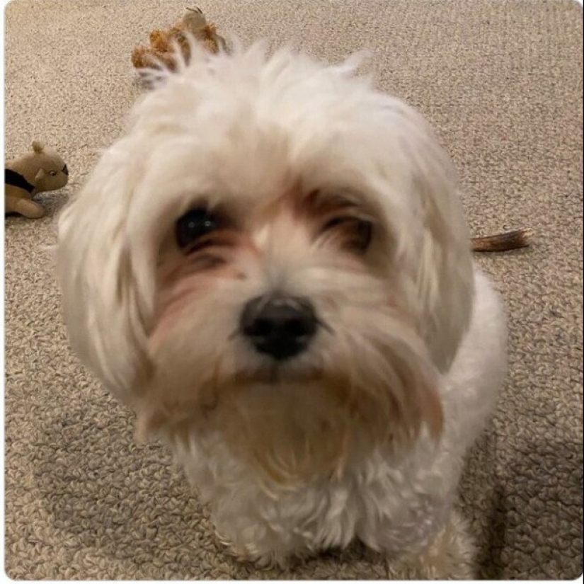 Looks right into the soul: 30 dogs who beg for food from their owners Looks right into the soul: 30 dogs who beg for food from their owners