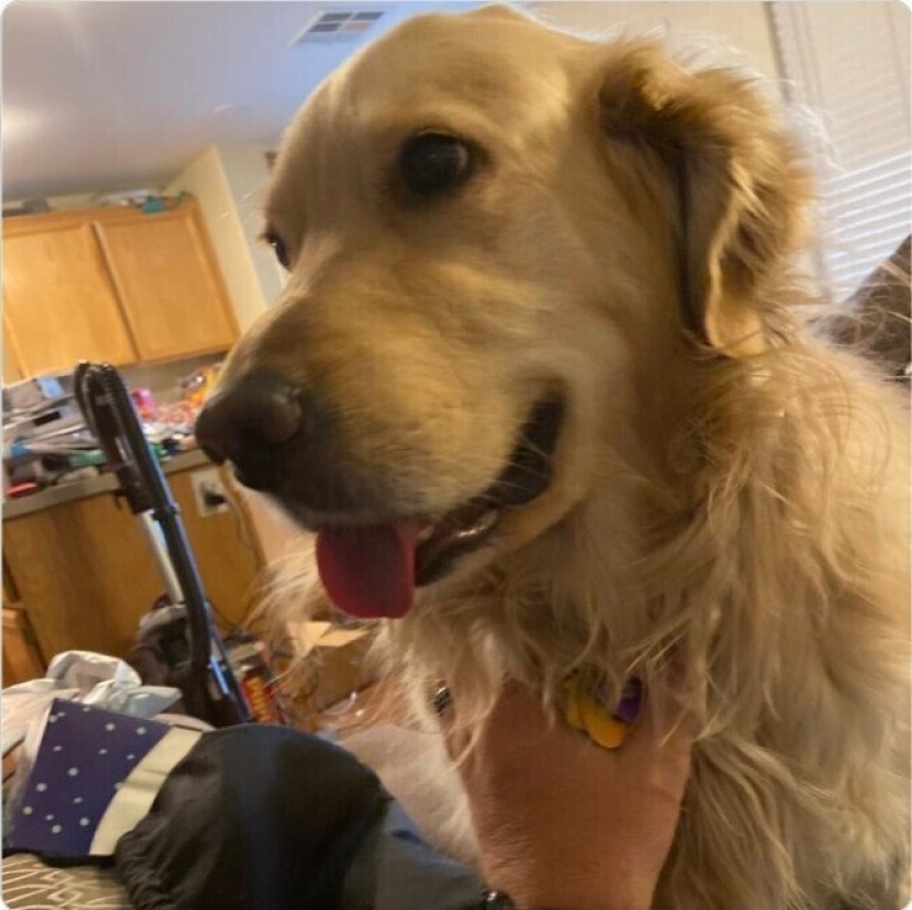 Looks right into the soul: 30 dogs who beg for food from their owners Looks right into the soul: 30 dogs who beg for food from their owners