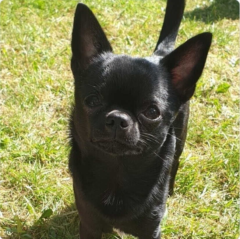 Looks right into the soul: 30 dogs who beg for food from their owners Looks right into the soul: 30 dogs who beg for food from their owners