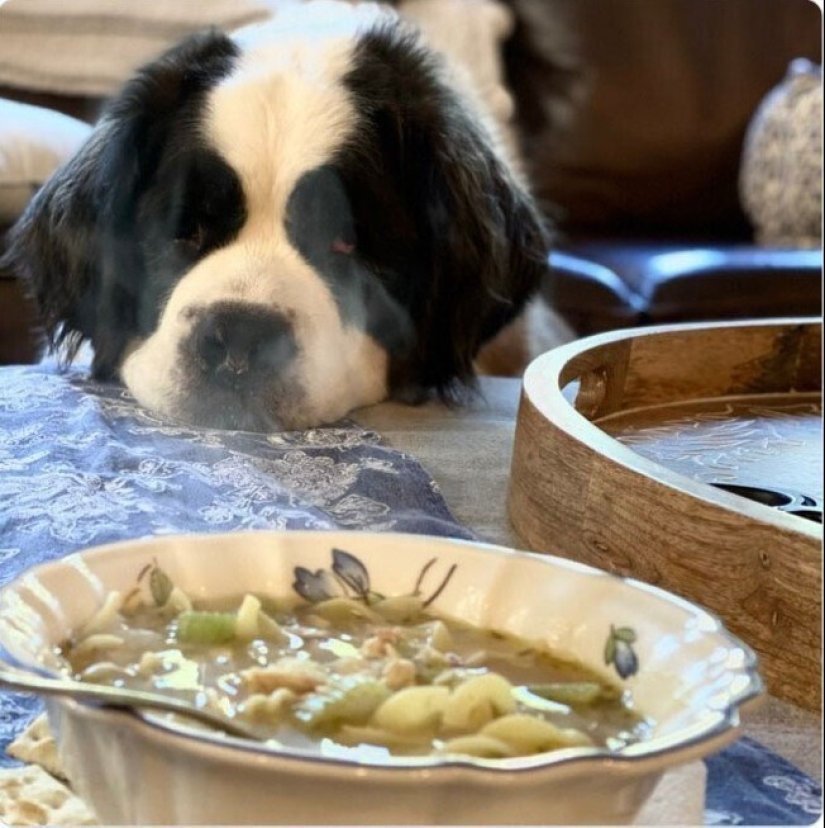 Looks right into the soul: 30 dogs who beg for food from their owners Looks right into the soul: 30 dogs who beg for food from their owners