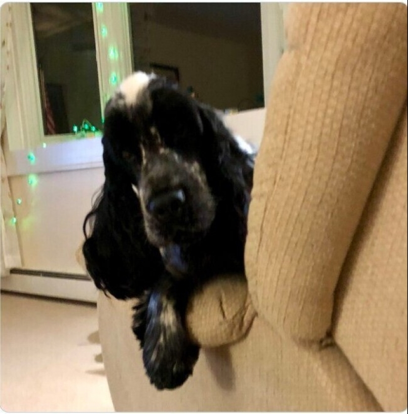 Looks right into the soul: 30 dogs who beg for food from their owners Looks right into the soul: 30 dogs who beg for food from their owners