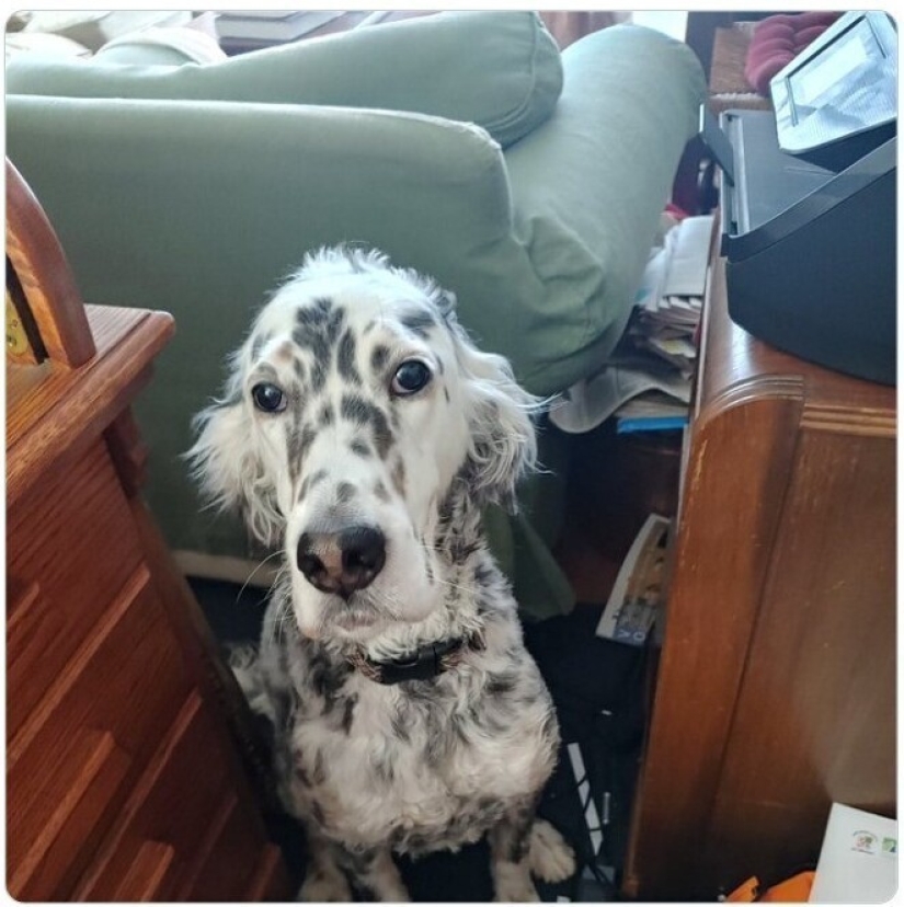 Looks right into the soul: 30 dogs who beg for food from their owners Looks right into the soul: 30 dogs who beg for food from their owners
