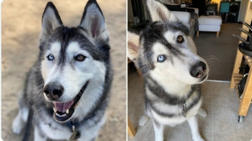 Looks right into the soul: 30 dogs who beg for food from their owners Looks right into the soul: 30 dogs who beg for food from their owners
