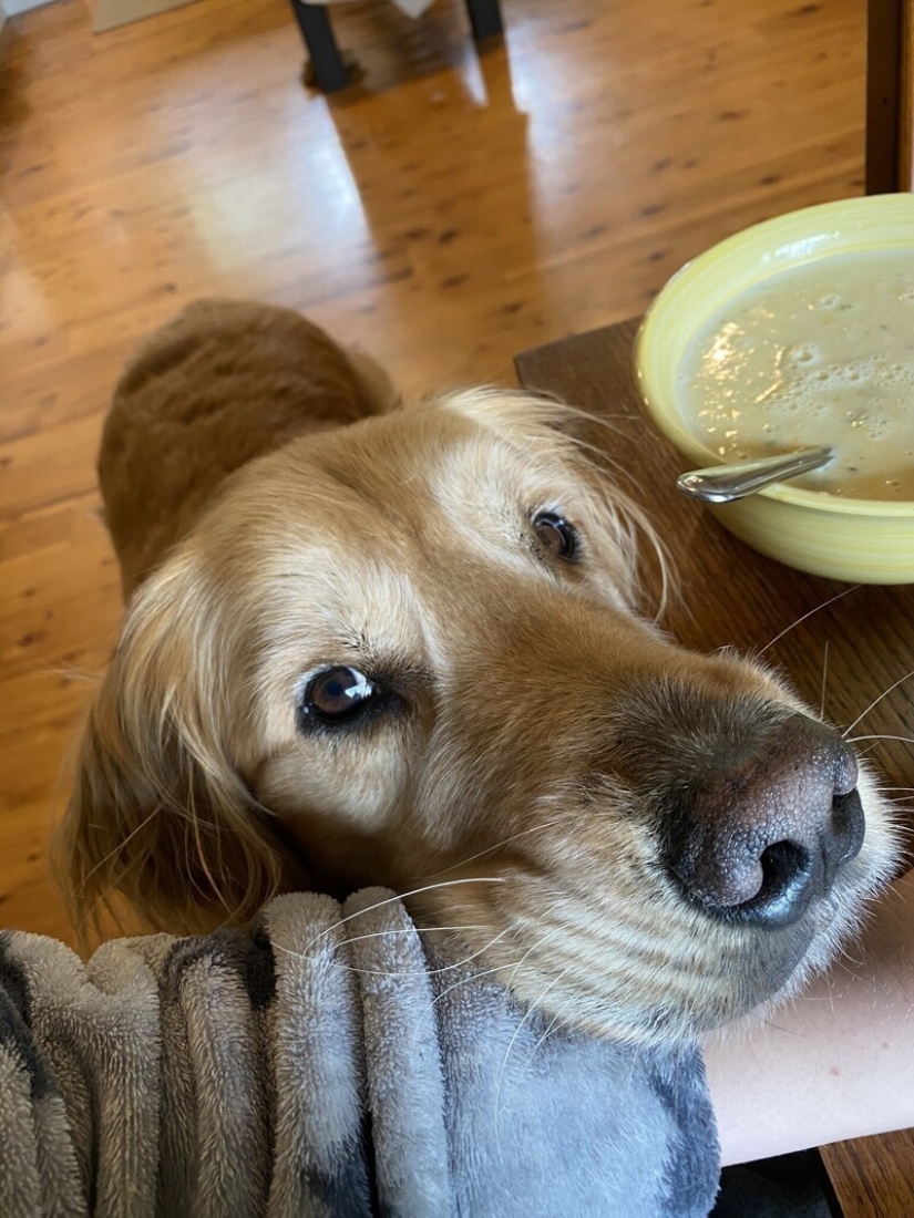 Looks right into the soul: 30 dogs who beg for food from their owners Looks right into the soul: 30 dogs who beg for food from their owners