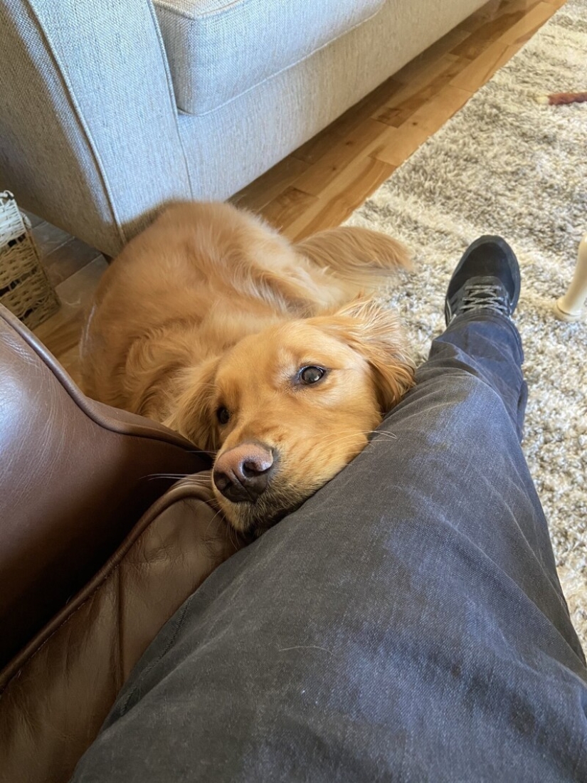 Looks right into the soul: 30 dogs who beg for food from their owners Looks right into the soul: 30 dogs who beg for food from their owners