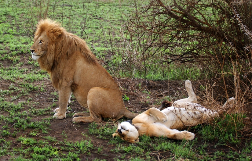 Los 10 animales más amorosos Los 10 animales más amorosos