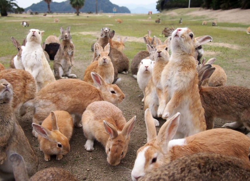 Los 10 animales más amorosos Los 10 animales más amorosos