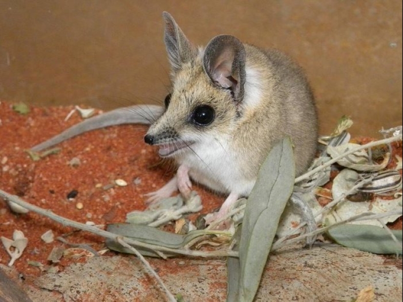 Los 10 animales más amorosos Los 10 animales más amorosos