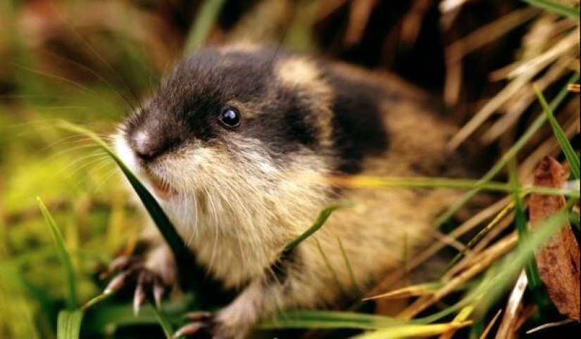 Los 10 animales más amorosos Los 10 animales más amorosos