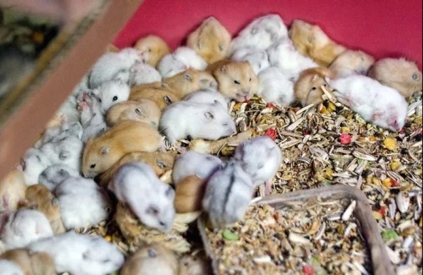 Los 10 animales más amorosos Los 10 animales más amorosos