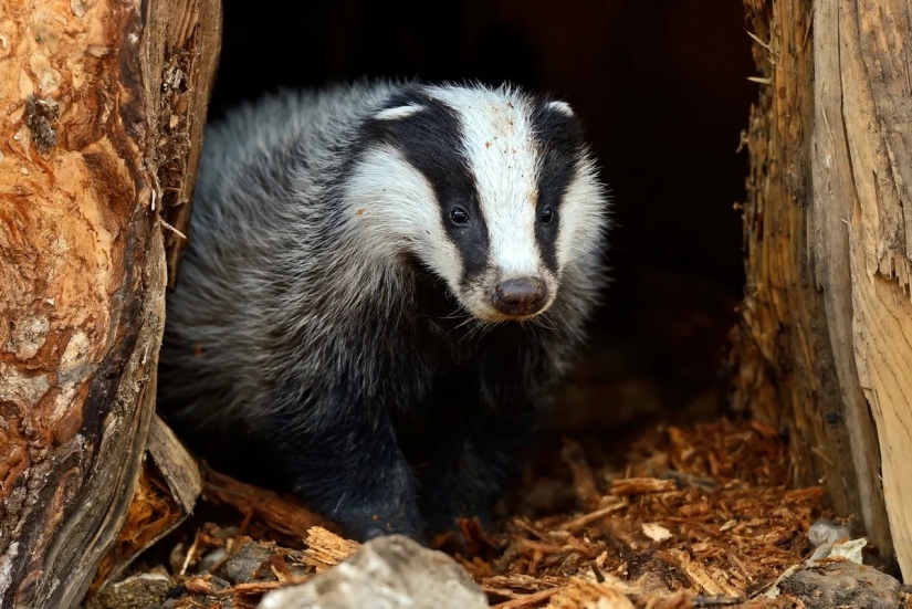 Los 10 animales más amorosos Los 10 animales más amorosos