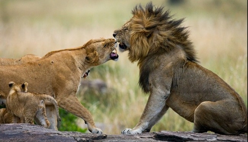 Los 10 animales más amorosos Los 10 animales más amorosos