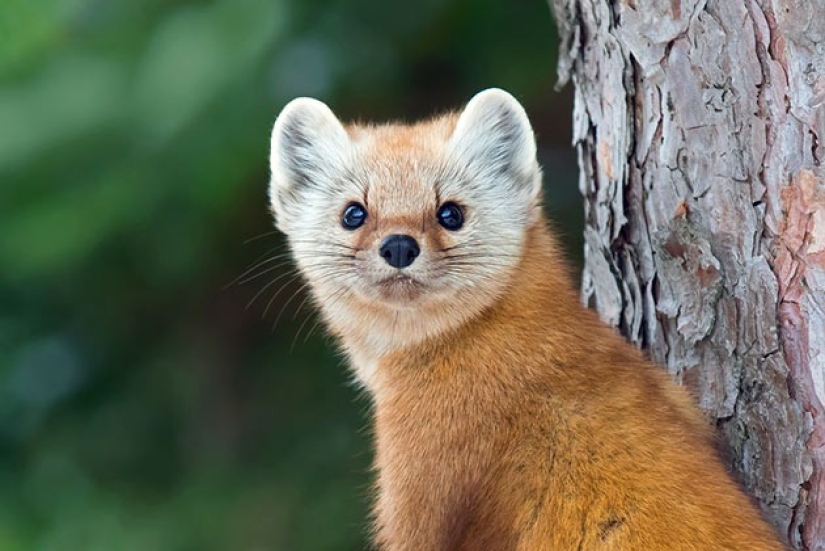 Los 10 animales más amorosos Los 10 animales más amorosos