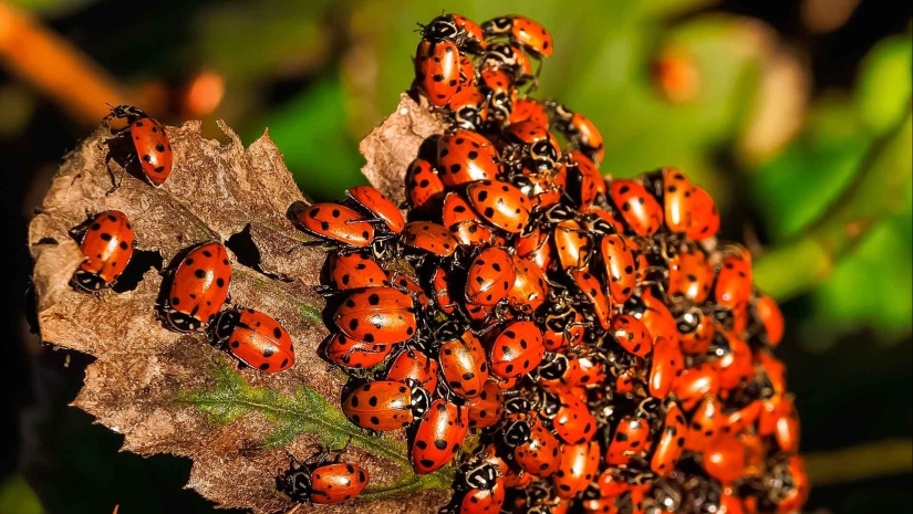 Los 10 animales más amorosos Los 10 animales más amorosos