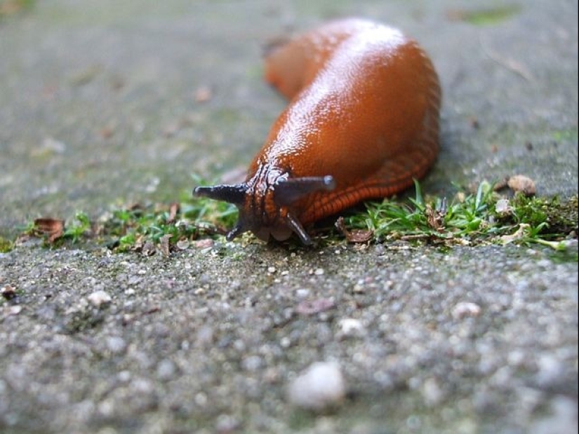 Los 10 animales más amorosos Los 10 animales más amorosos