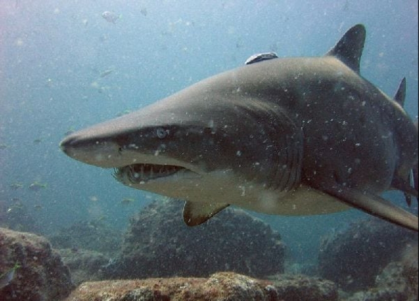 Los 10 tiburones más grandes del mundo Los 10 tiburones más grandes del mundo