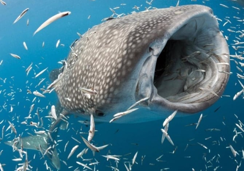 Los 10 tiburones más grandes del mundo Los 10 tiburones más grandes del mundo