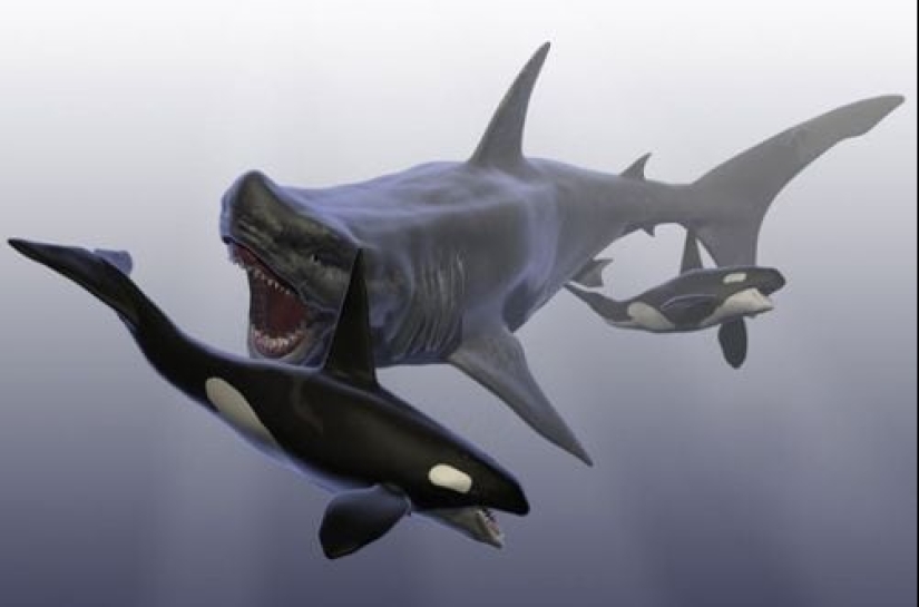 Los 10 tiburones más grandes del mundo Los 10 tiburones más grandes del mundo