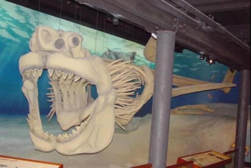 Los 10 tiburones más grandes del mundo Los 10 tiburones más grandes del mundo