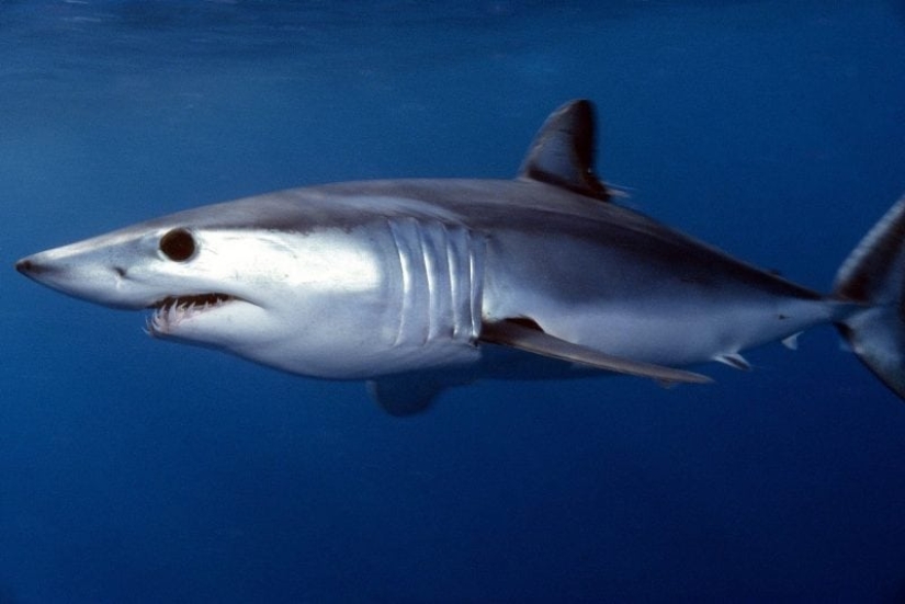 Los 10 tiburones más grandes del mundo Los 10 tiburones más grandes del mundo