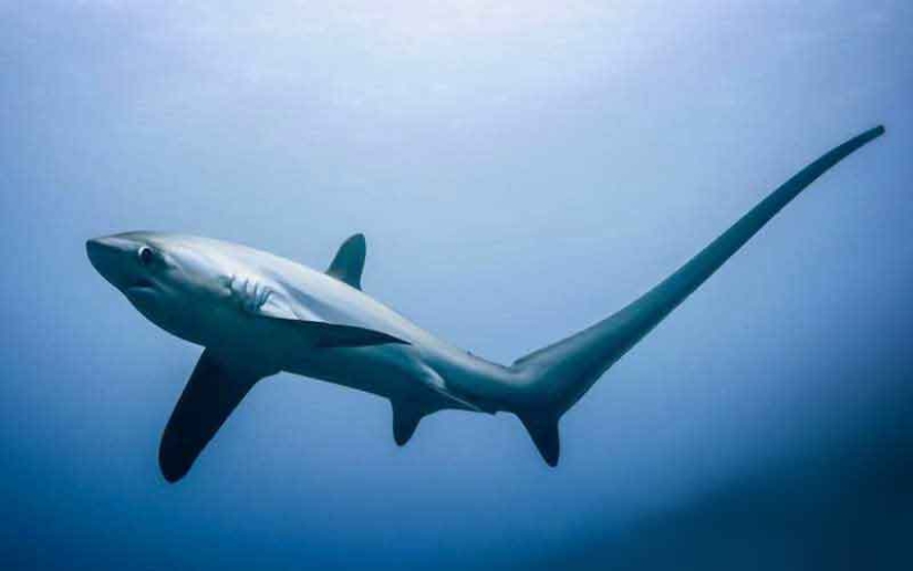 Los 10 tiburones más grandes del mundo Los 10 tiburones más grandes del mundo
