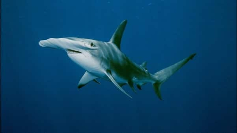 Los 10 tiburones más grandes del mundo Los 10 tiburones más grandes del mundo