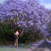 Los 10 túneles de árboles más bellos del mundo Los 10 túneles de árboles más bellos del mundo