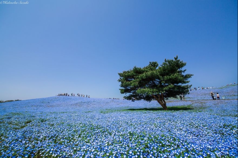 Los 15 lugares más bellos de Japón Los 15 lugares más bellos de Japón