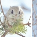 Los 7 animales más lindos de Hokkaido Los 7 animales más lindos de Hokkaido