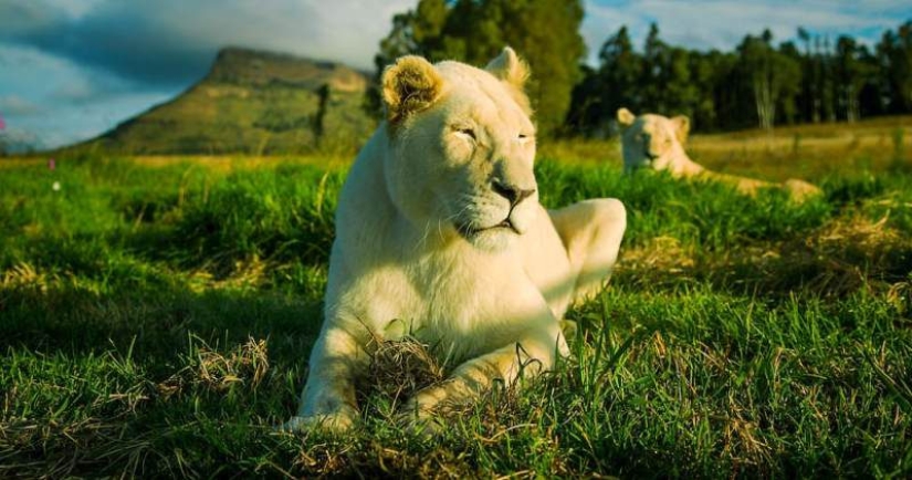 Los apartamentos no son para los débiles de corazón: se alquila una casa junto a los leones