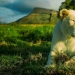 Los apartamentos no son para los débiles de corazón: se alquila una casa junto a los leones Los apartamentos no son para los débiles de corazón: se alquila una casa junto a los leones