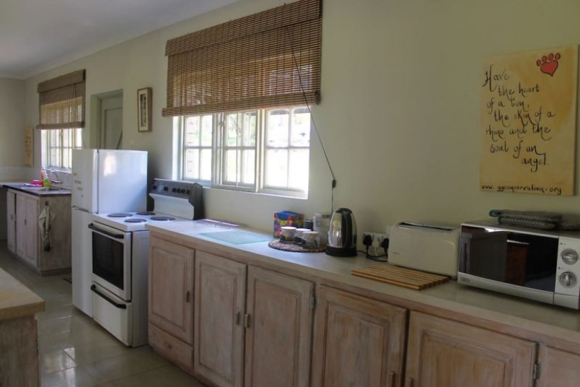 Los apartamentos no son para los débiles de corazón: se alquila una casa junto a los leones