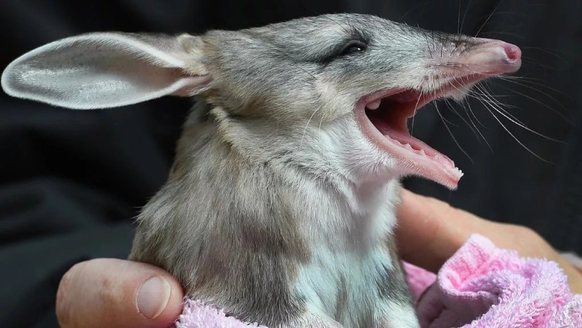 Los bandicoots son lindos animales australianos con un destino difícil