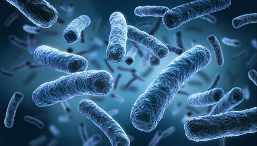 Los científicos afirman que las bacterias de nuestro intestino y nos ayuden a pensar
