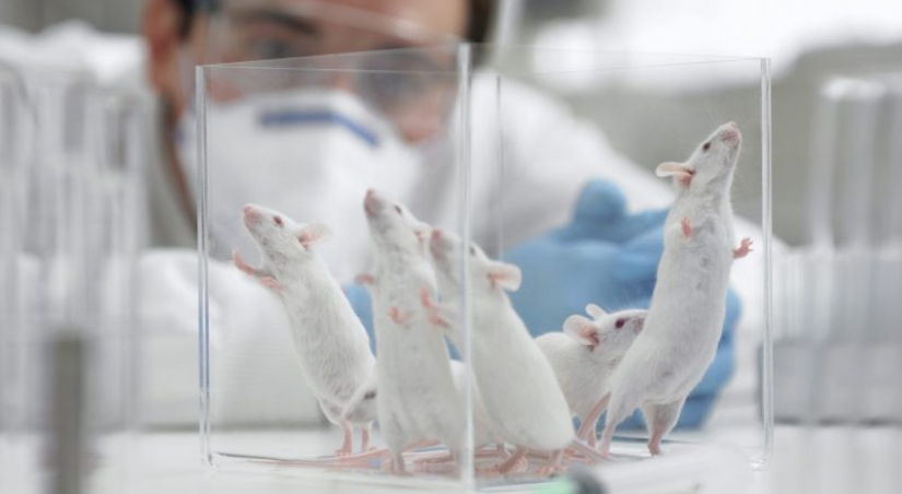 Los científicos afirman que las bacterias de nuestro intestino y nos ayuden a pensar