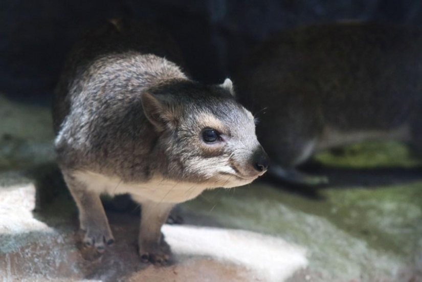 Los damanes son parientes peludos de los elefantes que viven en madrigueras.