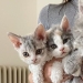 Los gatitos rizados, similares a los juguetes de peluche, no dejan indiferente a nadie Los gatitos rizados, similares a los juguetes de peluche, no dejan indiferente a nadie