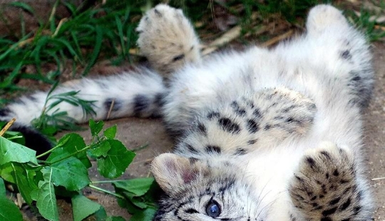 Los gatitos son depredadores felinos mimimi Los gatitos son depredadores felinos mimimi