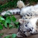 Los gatitos son depredadores felinos mimimi Los gatitos son depredadores felinos mimimi