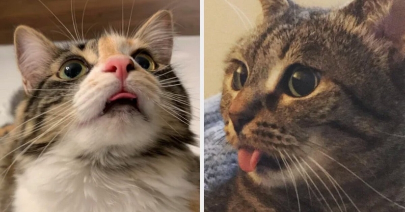 Los gatos lo es todo. Incluso la lengua sobresaliente! Los gatos lo es todo. Incluso la lengua sobresaliente!