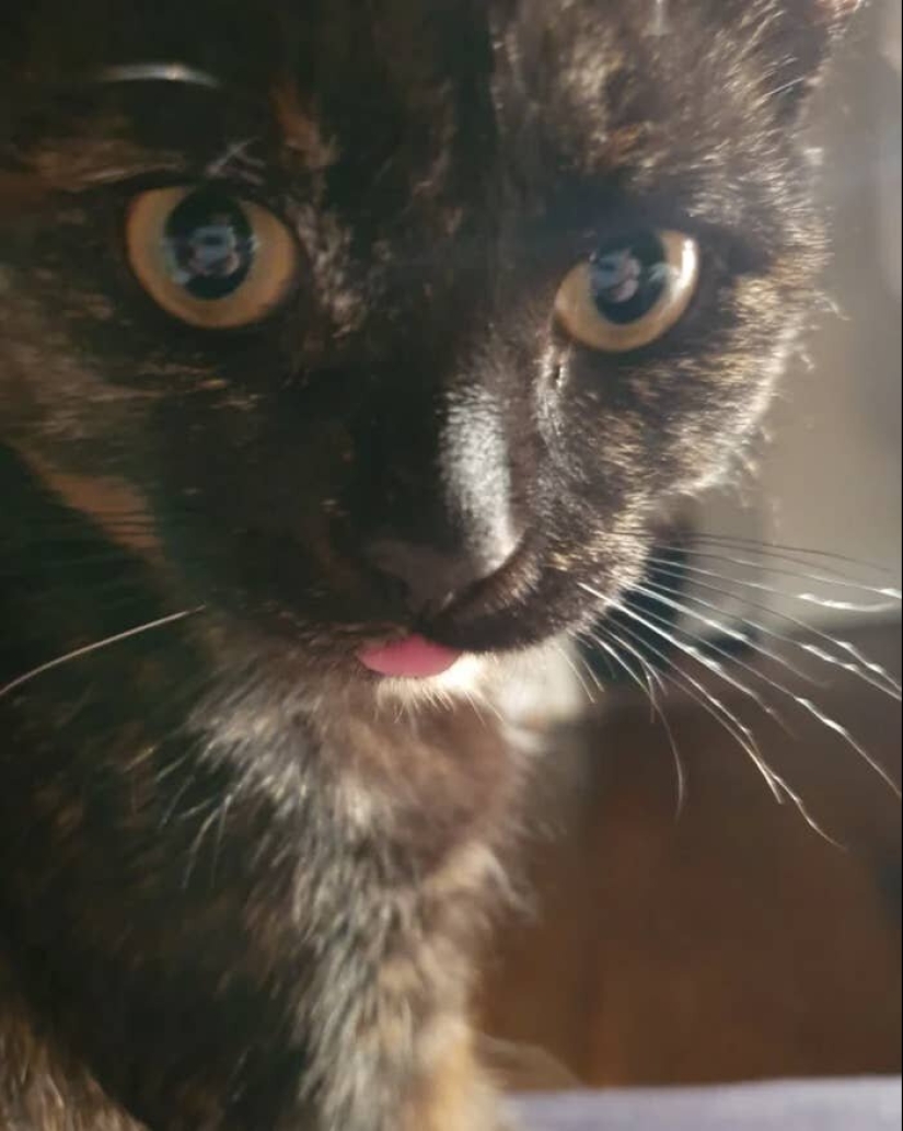 Los gatos lo es todo. Incluso la lengua sobresaliente! Los gatos lo es todo. Incluso la lengua sobresaliente!