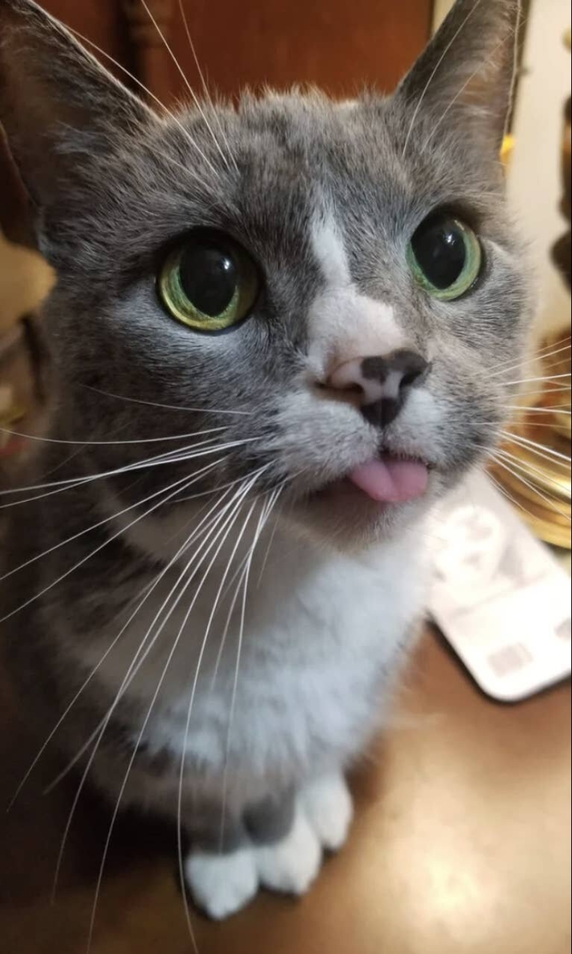 Los gatos lo es todo. Incluso la lengua sobresaliente! Los gatos lo es todo. Incluso la lengua sobresaliente!